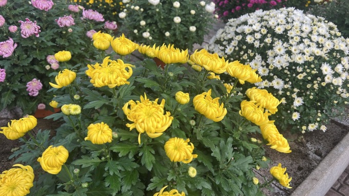 Floricoltura, “Il crisantemo ligure simbolo di Ognissanti”