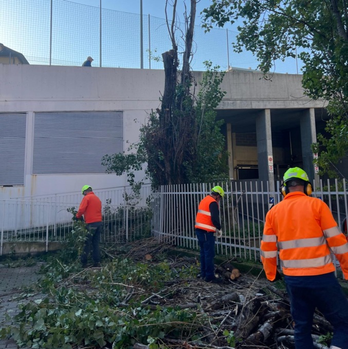 Recco, tagliato un pioppo pericolante in via San Giovanni Battista