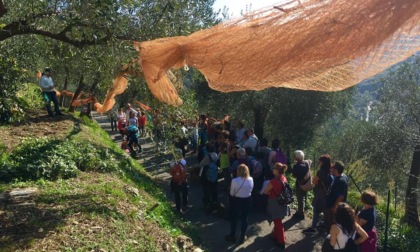 Torna la “Camminata tra gli olivi”