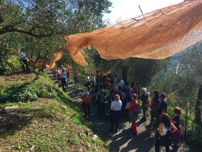 Torna la “Camminata tra gli olivi”