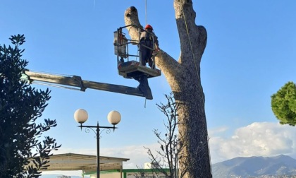 Sestri Levante, iniziati gli interventi sulle alberature e le piante ad alto fusto