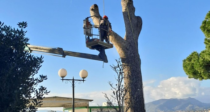 Sestri Levante, iniziati gli interventi sulle alberature e le piante ad alto fusto