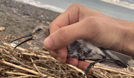 I volontari della Lipu del Tigullio liberano un piovanello pancianera