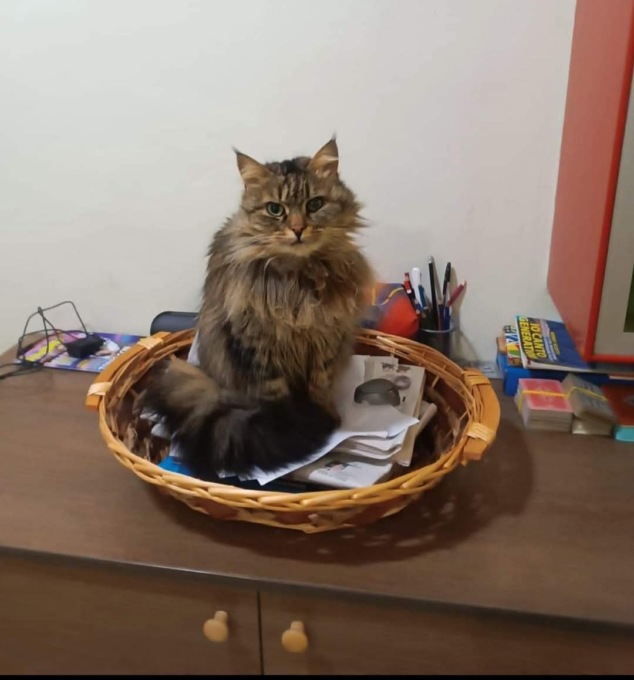 “Con il Natale alle porte, ritrovare Cherie sarebbe il regalo più bello”