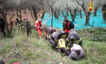 Cade da terrazzamenti, scattano i soccorsi