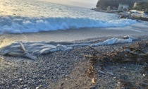 Santa, carcassa di capodoglio spiaggiata sulla spiaggia