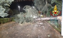 A Chiavari albero crollato in via Perissinotti