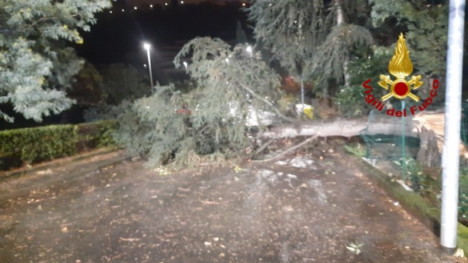 A Chiavari albero crollato in via Perissinotti