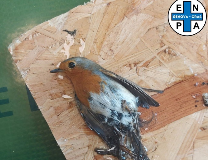 Enpa: “Pettirossi vittime della trappola a colla per topi”