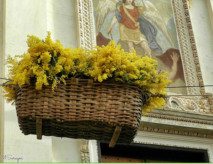 Si avvicina la Sagra della mimosa a Pieve Ligure