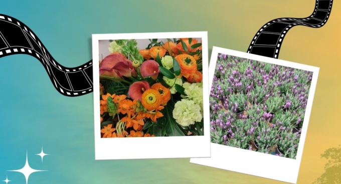 Aperto il  contest fotografico “Lo Sviluppo rurale in un click – fiori e piante di Liguria”