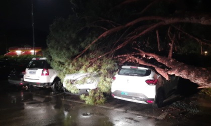 Pino crolla su tre auto in sosta a Sestri, nessun ferito