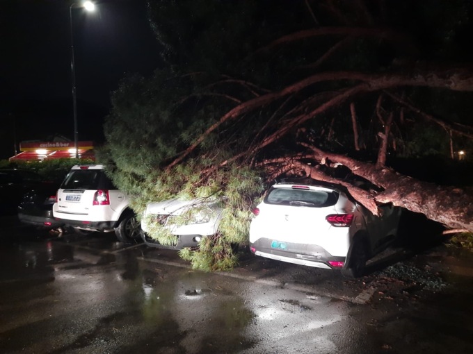 Pino crolla su tre auto in sosta a Sestri, nessun ferito