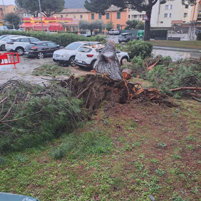 Pino crollato a Sestri, al via indagini strumentali sugli altri alberi