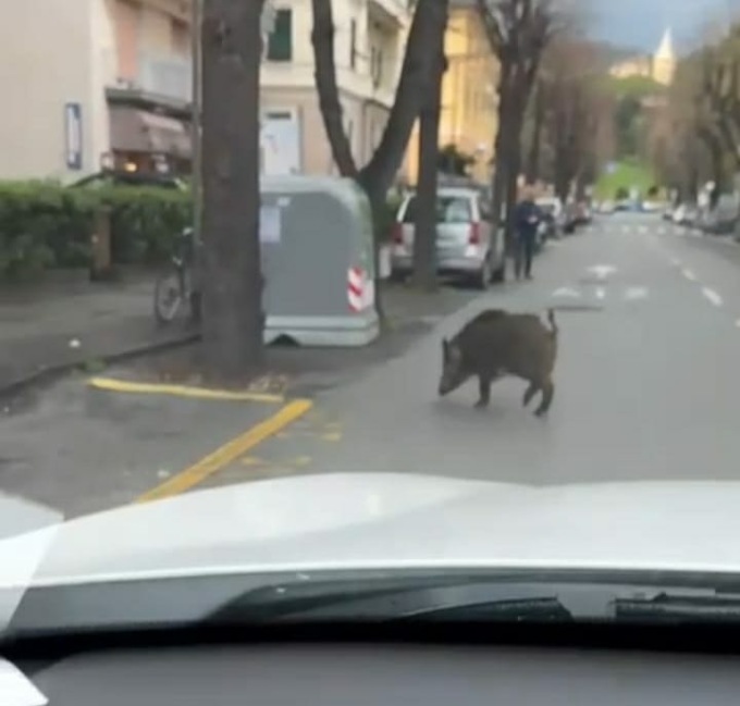Avvistato un cinghiale nel centro di Chiavari