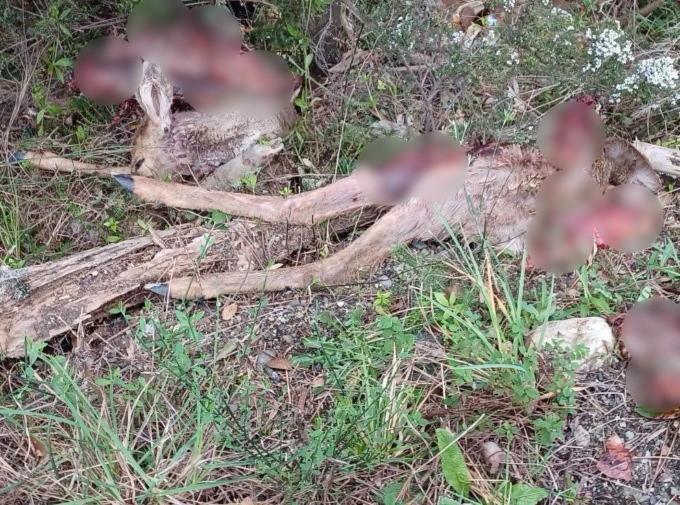 Resti di capriolo rinvenuti nei pressi della Bocciofila Rivana, probabile attacco di lupi