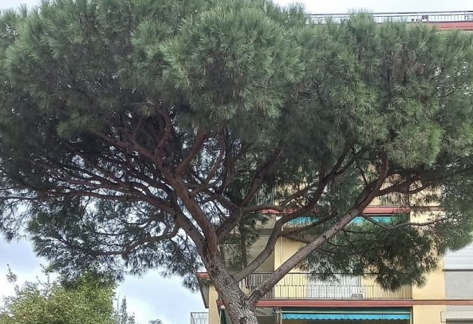 Santa, martedì 29 aprile il taglio di un pino pericolante in piazza San Siro