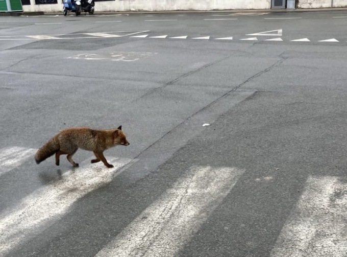 Volpe sulle strisce a Riva Trigoso