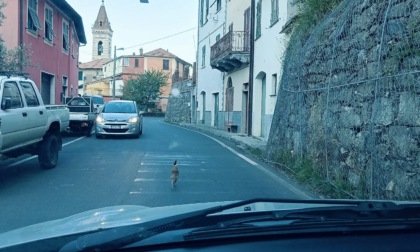 Fagiano a passeggio sulla statale 523, il curioso avvistamento a Missano