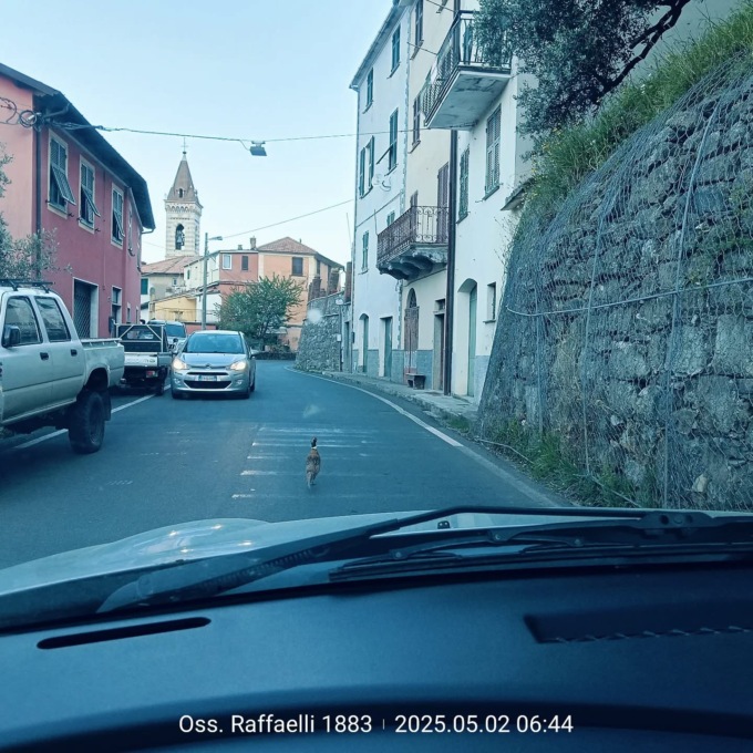 Fagiano a passeggio sulla statale 523, il curioso avvistamento a Missano