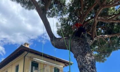 Recco: prove di trazione per valutare la stabilità di un pino domestico