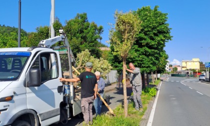 Sestri punta sul verde, al via il piano 2025 per riqualificare parco e aree urbane