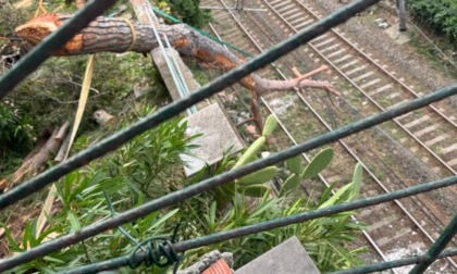 Disagi sulla linea ferroviaria Recco-Genova: circolazione sospesa per un albero caduto