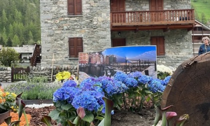 Un'aiuola a Gressoney con i fiori di Euroflora del Comune di Camogli