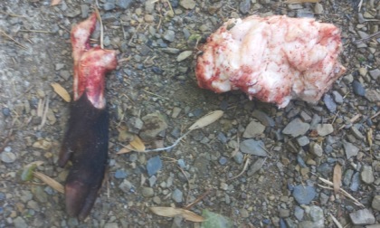 Atto di intimidazione ad una guardia zoofila a Sestri Levante