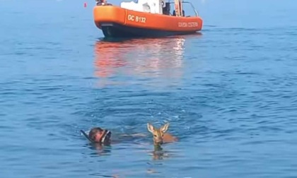 Capriolo salvato nelle acque di Sestri Levante