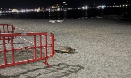 Sestri, tartaruga depone le uova sulla spiaggia di Sant’Anna