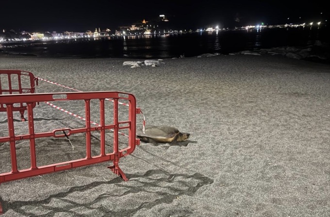 Sestri, tartaruga depone le uova sulla spiaggia di Sant’Anna