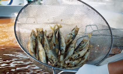 La sagra del pesce di Camogli arriva a Sordevolo