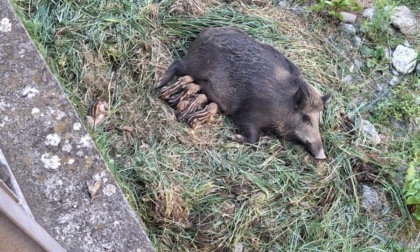Mamma cinghiale partorisce sul torrente San Francesco, l’appello delle associazioni animaliste