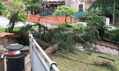 Tragedia sfiorata a Rapallo: cade un albero nella notte