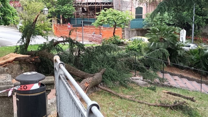 Tragedia sfiorata a Rapallo: cade un albero nella notte