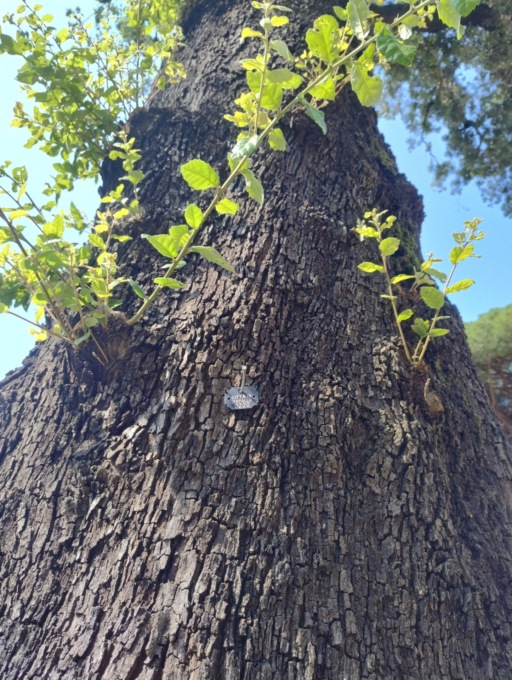 Rapallo, 6 alberi pericolanti da abbattere al Parco Casale
