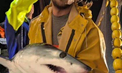 Raro squalo Mako finisce nelle reti al largo di Deiva Marina