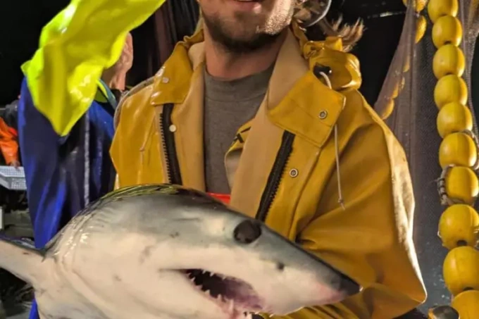 Raro squalo Mako finisce nelle reti al largo di Deiva Marina