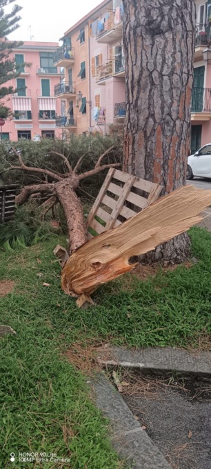 Riva Trigoso: si spezza un grosso ramo in via Milite Ignoto
