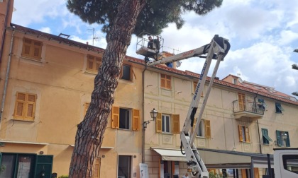 Sestri Levante, taglio di sicurezza sul pino di Riva dopo la caduta di un ramo