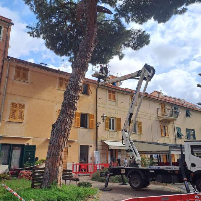 Sestri Levante, taglio di sicurezza sul pino di Riva dopo la caduta di un ramo