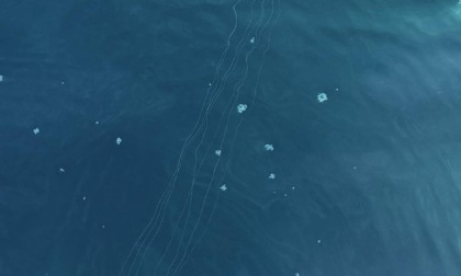 Framura, avvistata una medusa dai lunghi tentacoli