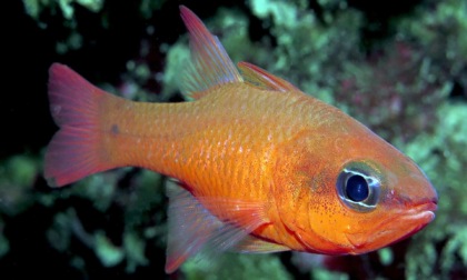 Zoagli, censimento delle specie ittiche