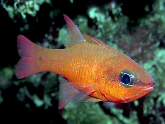 Zoagli, censimento delle specie ittiche