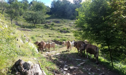 Dal pascolo alla tavola: il laboratorio in Val d'Aveto