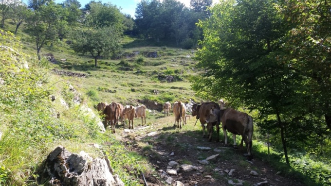 Dal pascolo alla tavola: il laboratorio in Val d’Aveto