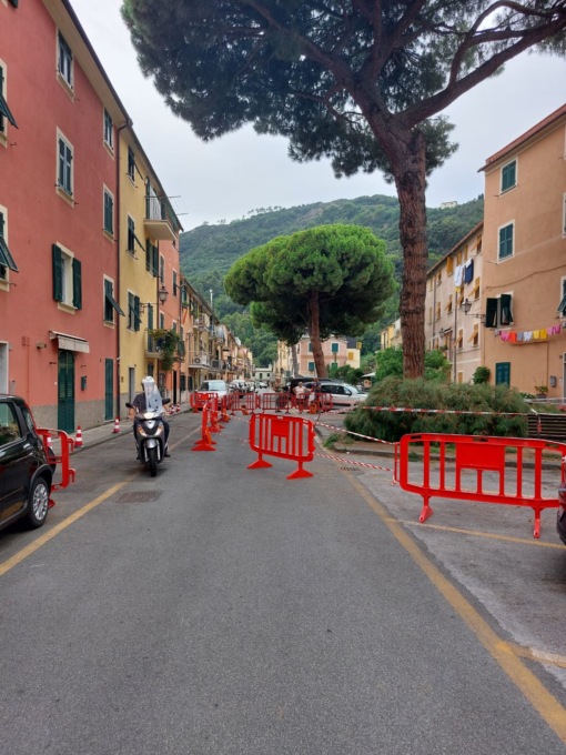 Ramo di pino crollato a Riva: l’aggiornamento del Comune