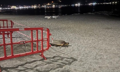 Nidi di tartaruga marina Caretta Caretta, Regione Liguria stanzia 84mila euro