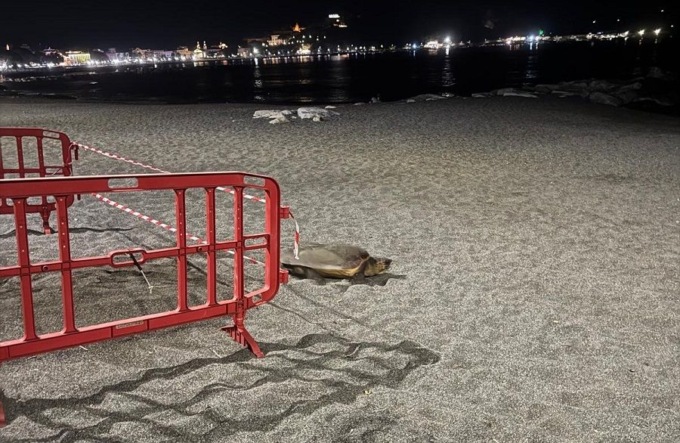 Nidi di tartaruga marina Caretta Caretta, Regione Liguria stanzia 84mila euro